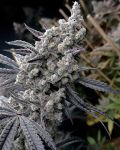 Pineapple Pucker Feminized Seeds