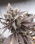 Shot Caller Feminised strain