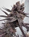 Trap God Feminised strain