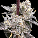 Dry Erase Marker strain by Atlas Seed