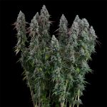 Black Sugar 2.0 Feminised strain from Seedsman