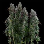 Black Sugar 2.0 Feminised strain from Seedsman