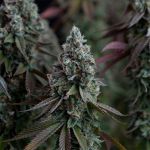 Black Sugar 2.0 Feminised strain from Seedsman