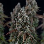 Black Sugar 2.0 Feminised strain from Seedsman