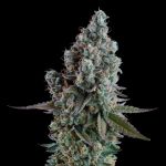 Black Sugar 2.0 Feminised strain from Seedsman