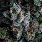 Black Sugar 2.0 Feminised strain from Seedsman