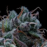 Black Sugar 2.0 Feminised strain from Seedsman