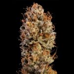 Black Sugar 2.0 Feminised strain from Seedsman