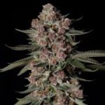 Tropical Jam Feminised by Silent Seeds