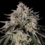 Cherry Essence Feminised by Silent Seeds