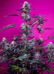 Studio 54 Stardust Auto by Sweet Seeds
