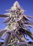 Permanent Jealousy XL Auto by Sweet Seeds