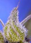 Permanent Jealousy XL Auto by Sweet Seeds