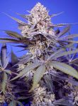 Pineapple Slush XL Auto Féminisée Graines