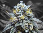 Kosher Kush Feminised Seeds - BULK