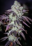 Purple Punch Feminised Seeds - BULK