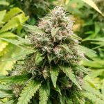 Trainwreck Feminizowany - Bulk x 100