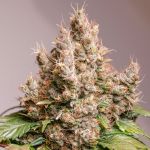 Red Tropicana Cookies Auto Feminizowane Nasiona