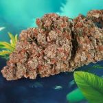 Red Tropicana Cookies Auto Feminizowane Nasiona