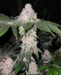 Wrank S1 by Ethos Genetics