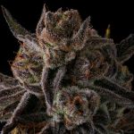 Purple Preserves by Compound Genetics