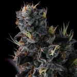 Giggin' Grapes by Compound Genetics