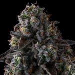 Fruit Riot by Compound Genetics