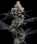 Garlic Cookies Feminisiert Samen