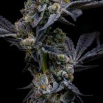 Garlic Cookies by Barney's Farm