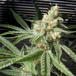 Pineapple Feminised Seeds - BULK x 100