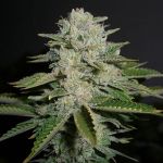 Sour Diesel FAST Feminized Seeds - BULK x 100