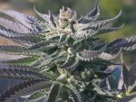 Wedding Cake FAST Feminized Seeds - BULK x 100