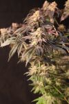 Fast Buds Papayaton Feminised Strain