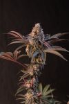 Fast Buds Lemon Cherry Runtz Strain
