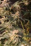 Fast Buds Lemon Cherry Runtz Strain