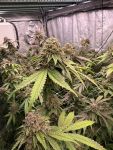Biscotti Gelato Feminised by Fast Buds