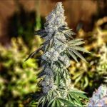 Gen 1 Duet Fast by Ethos Genetics