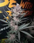 The Pulp Father strain by Solfire Gardens