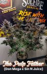 The Pulp Father strain by Solfire Gardens