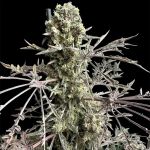 Mentha de Croco Fern BX1 F2 Mutant Strain