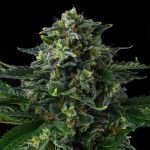 Philbo Baggins Feminised strain by Compound Genetics