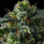 Philbo Baggins Feminised strain by Compound Genetics