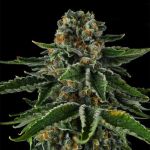 Mr Jones Feminised strain by Compound Genetics