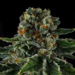 Mr Jones Feminised strain by Compound Genetics