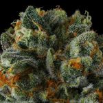 Mr Jones Feminised strain by Compound Genetics