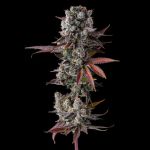 Hawaiian Sunkist Feminised strain by Compound Genetics