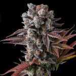 Hawaiian Sunkist Feminised strain by Compound Genetics
