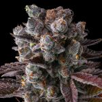 Hawaiian Sunkist Feminised strain by Compound Genetics