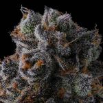 Dulce Dreams Feminised strain by Compound Genetics