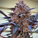 Slush Mint Cake Feminised strain by Dutch Passion